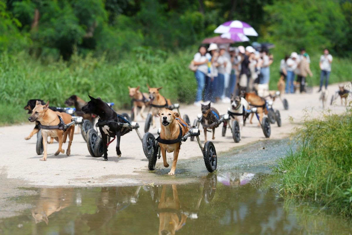 บริษัท เอ็มเอสดี (ประเทศไทย) จำกัด และ บริษัท อินเตอร์เว็ท (ประเทศไทย) จำกัด จับมือ มูลนิธิเดอะแมนแดทเรสคิวส์ดอกส์ ร่วมช่วยเหลือสุนัขจรจัด