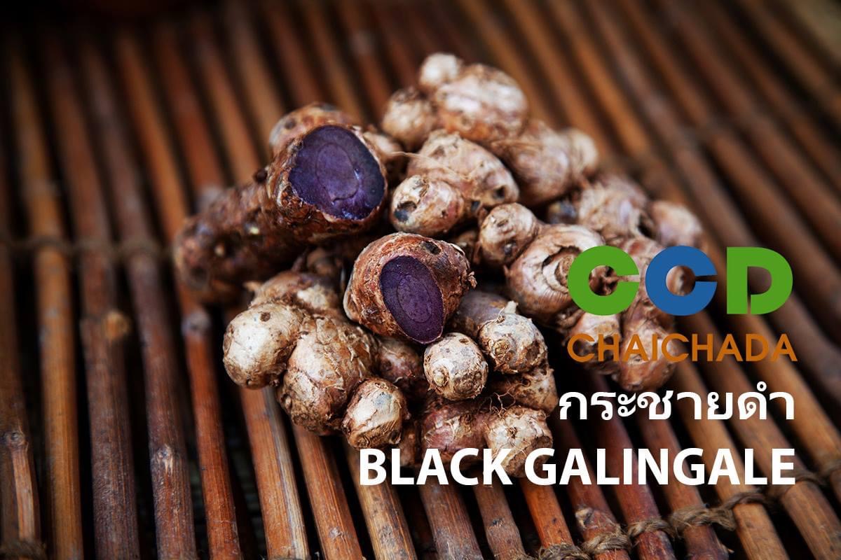 กระชายดำ (Black Ginger) สมุนไพรมหัศจรรย์ ประโยชน์มหาศาลเพื่อสุขภาพที่ดี