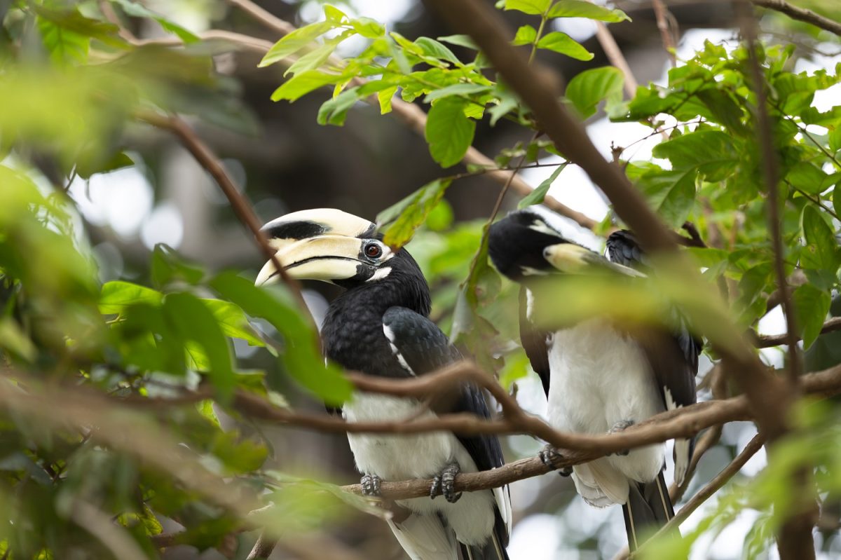 Avani Koh Lanta Krabi Resort Celebrates Resident Hornbill Couple with New Guest Experiences