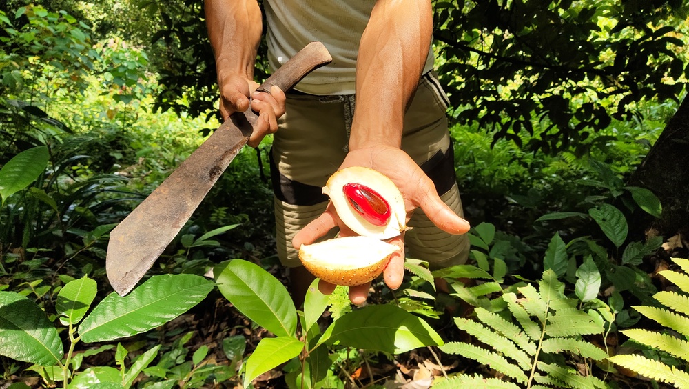 The Role of Papuan Women in Preserving the Environment Through Nutmeg Management: Lessons from Indonesia